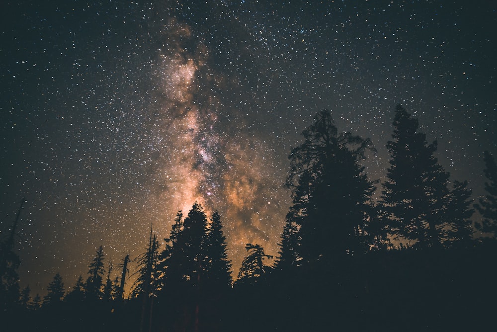 silhouette of trees under starry sky