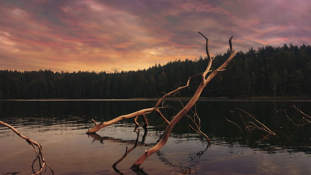 driftwood's on body of water