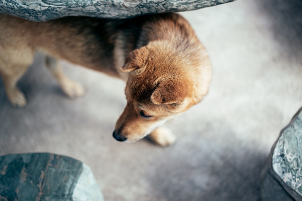 tan puppy on gray concrete flooring