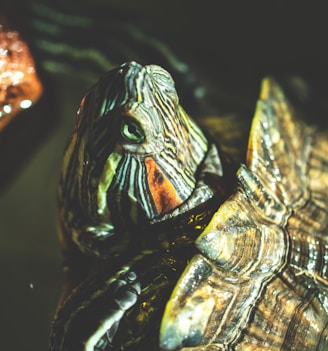 closeup photo of green and brown tortoise