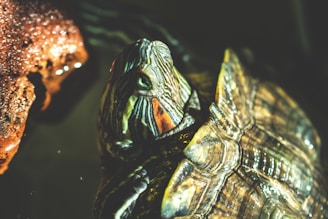 closeup photo of green and brown tortoise