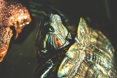 closeup photo of green and brown tortoise
