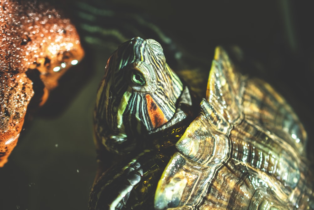 closeup photo of green and brown tortoise