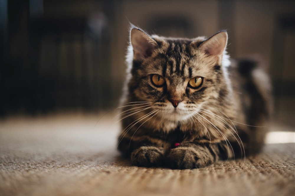 brown tabby cat lying on floor