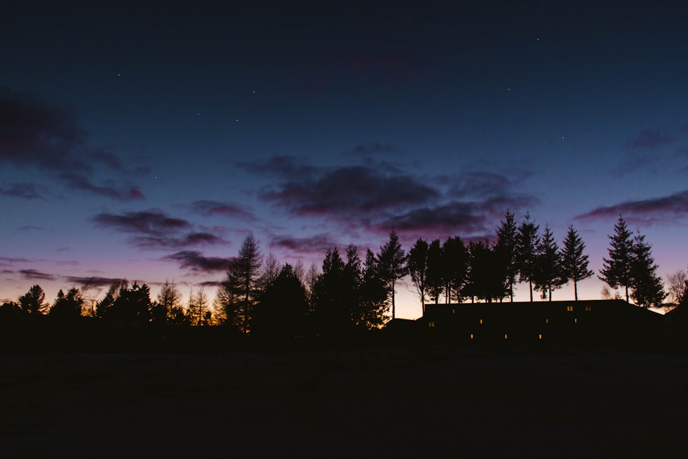 trees silhouette during golden hour