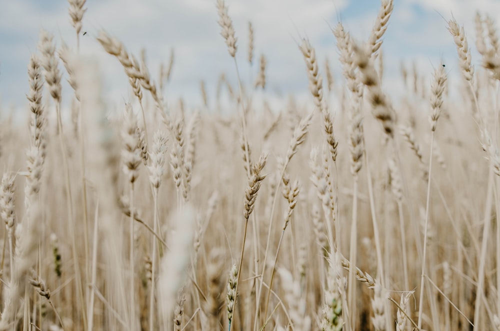 selective focus photography of wheat field