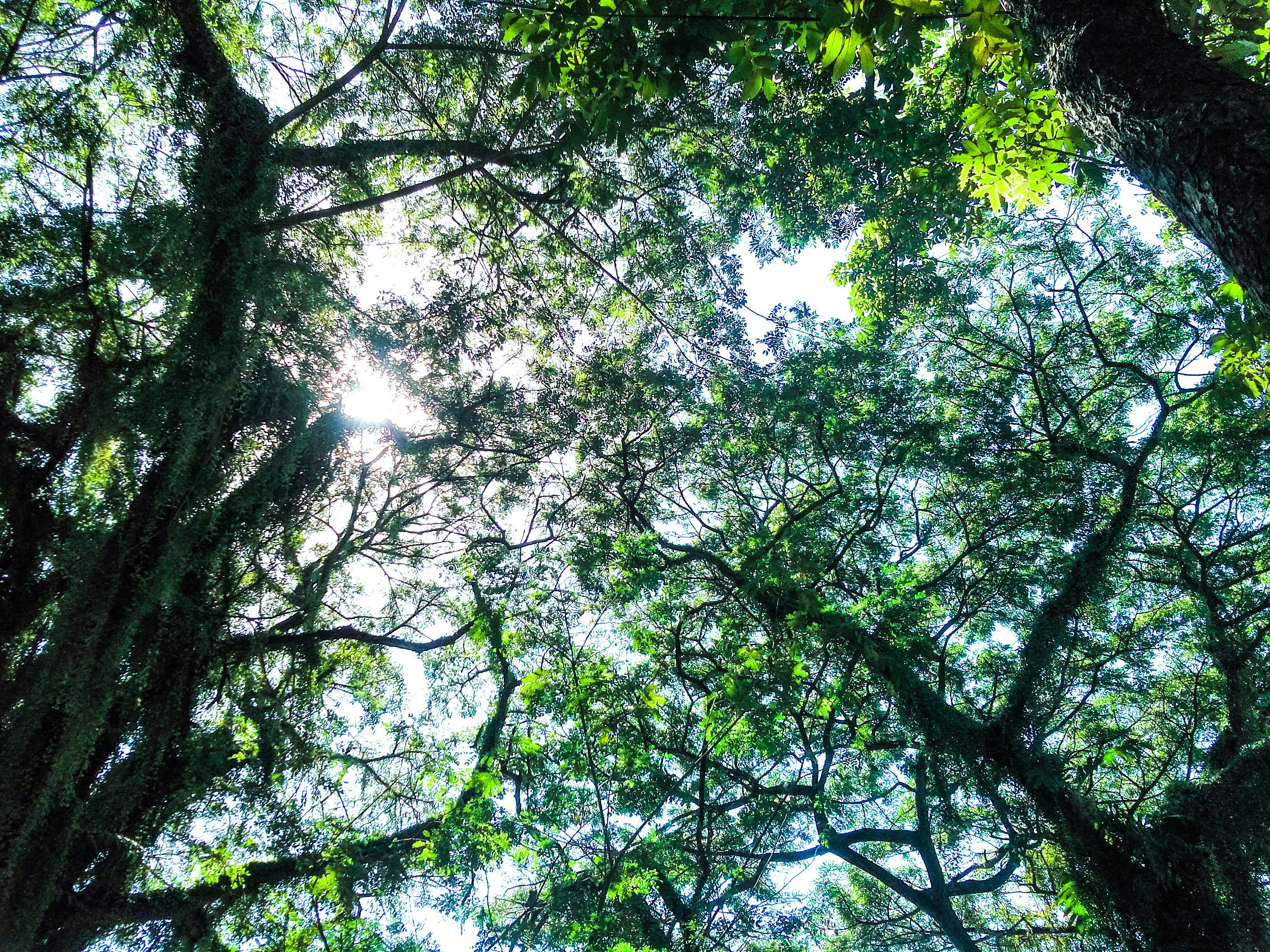 Sunlight filtering through tall ancient forest trees, green canopy, misty atmospheric forest, deep shadows and lush foliage