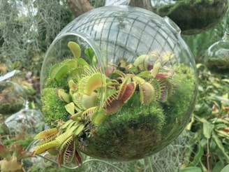 A spherical glass terrarium hanging by a natural rope with small plants inside.