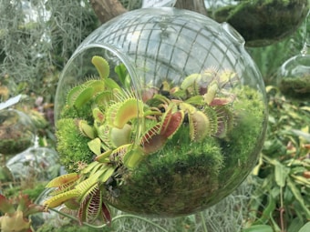A glass terrarium is hanging and contains several Venus flytrap plants nestled in vibrant green moss. The terrarium is spherical and surrounded by other blurred green plants in the background, suggesting a lush environment.