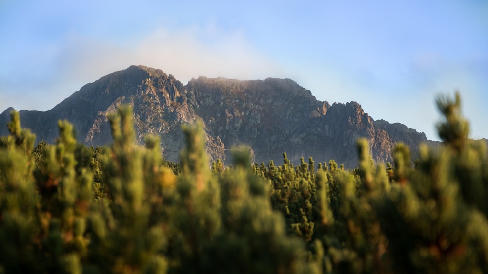 green leafed plant near mountain range under blue sky