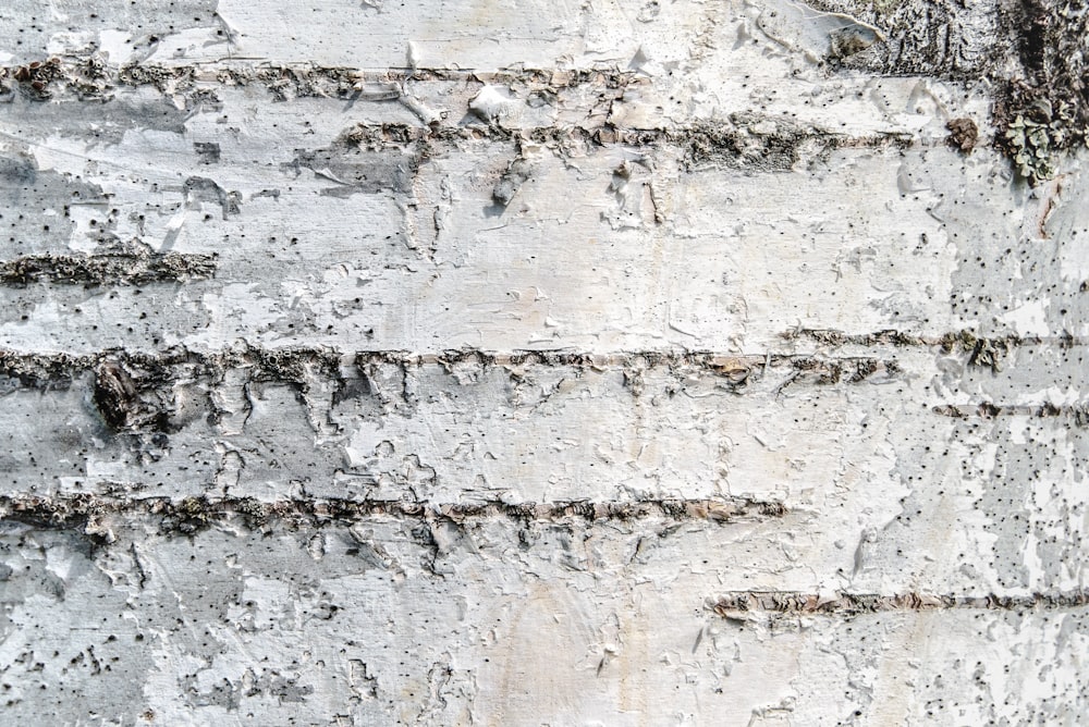 a close up of the bark of a tree