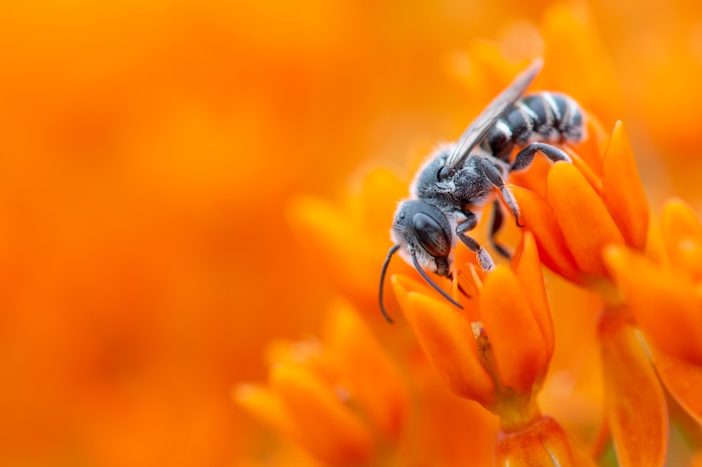 Schwarze Biene auf rotblättriger Blüte