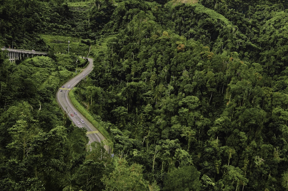 aerial view photography of road between trees