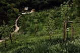 A lush green hillside is dotted with young trees supported by wooden stakes. A winding path leads through the landscape, flanked by dense forests. In the distance, a quaint house is nestled among the trees, creating a picturesque rural scene.