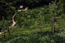 A lush green hillside is dotted with young trees supported by wooden stakes. A winding path leads through the landscape, flanked by dense forests. In the distance, a quaint house is nestled among the trees, creating a picturesque rural scene.