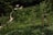 A lush green hillside is dotted with young trees supported by wooden stakes. A winding path leads through the landscape, flanked by dense forests. In the distance, a quaint house is nestled among the trees, creating a picturesque rural scene.