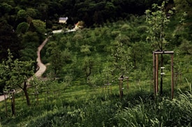 A lush green hillside is dotted with young trees supported by wooden stakes. A winding path leads through the landscape, flanked by dense forests. In the distance, a quaint house is nestled among the trees, creating a picturesque rural scene.
