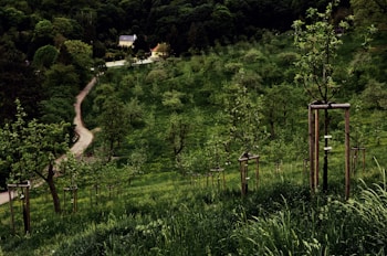A lush green hillside is dotted with young trees supported by wooden stakes. A winding path leads through the landscape, flanked by dense forests. In the distance, a quaint house is nestled among the trees, creating a picturesque rural scene.
