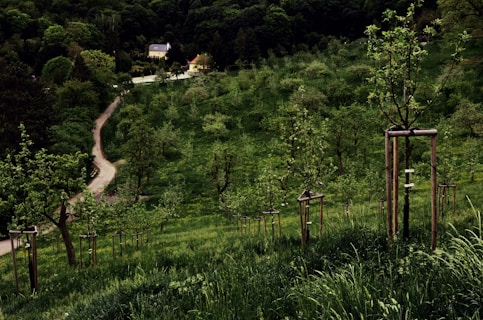 A lush green hillside is dotted with young trees supported by wooden stakes. A winding path leads through the landscape, flanked by dense forests. In the distance, a quaint house is nestled among the trees, creating a picturesque rural scene.