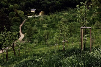 A lush green hillside is dotted with young trees supported by wooden stakes. A winding path leads through the landscape, flanked by dense forests. In the distance, a quaint house is nestled among the trees, creating a picturesque rural scene.