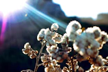 Sunlight filtering through cotton plants in a serene field, highlighting the spiral growth.