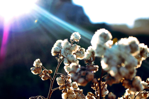 Sunlight filtering through cotton plants in a serene field, highlighting the spiral growth.