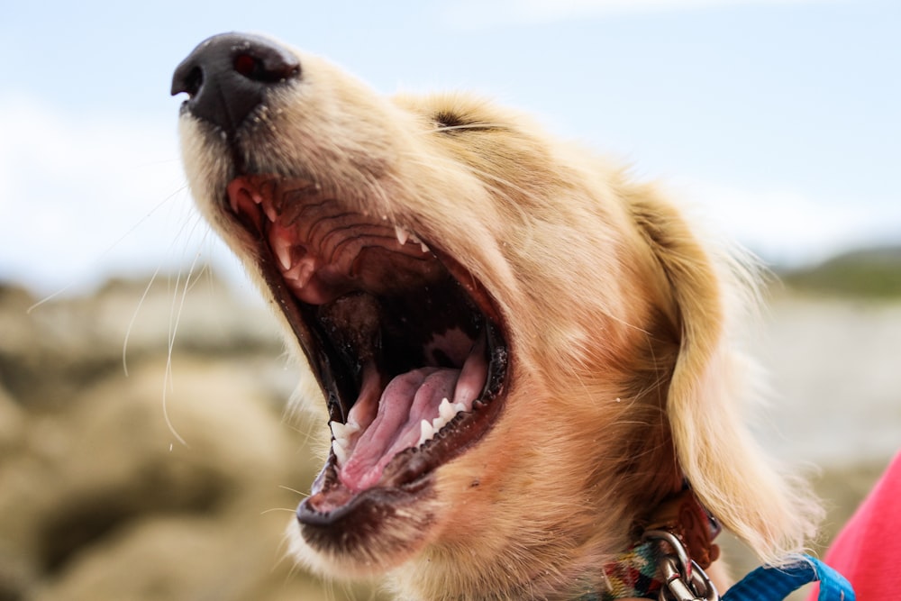 tilt shift lens photography of dog growling