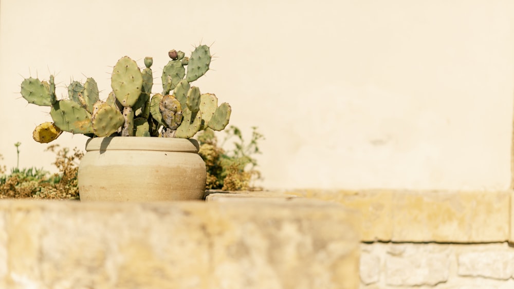 green cacti on brown ceramic pot