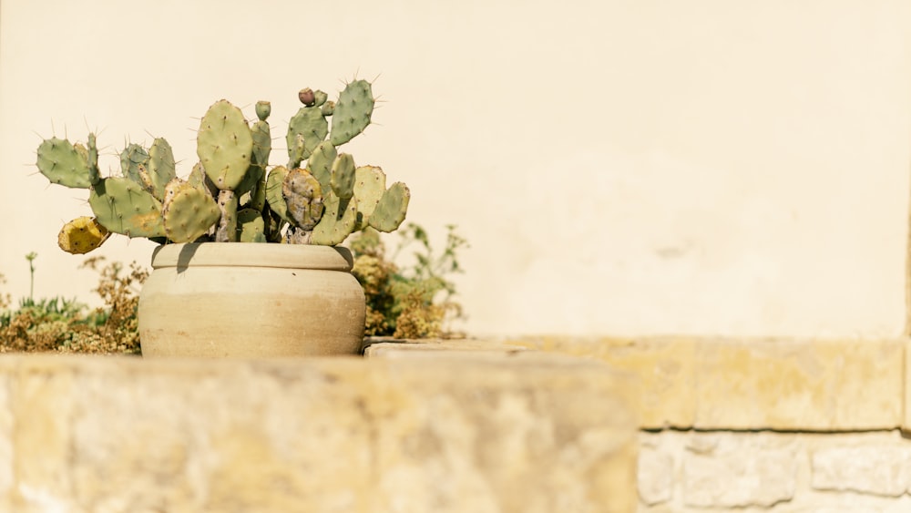 cactus verdes en maceta de cerámica marrón