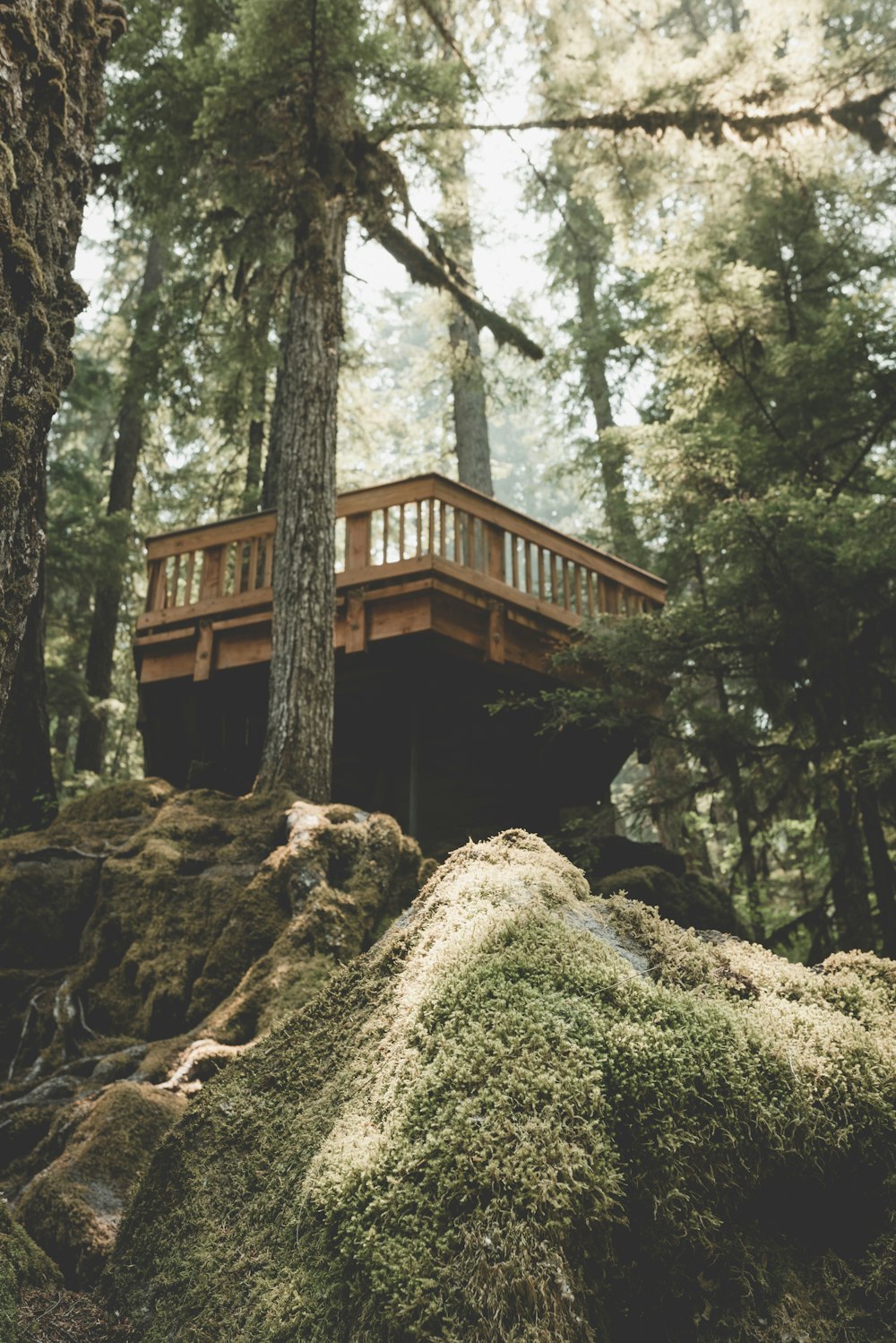 brown wooden tree platform