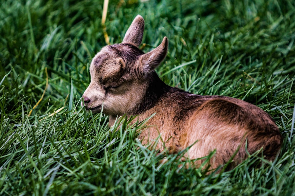 Cabrito marrón en posición prona sobre la hierba