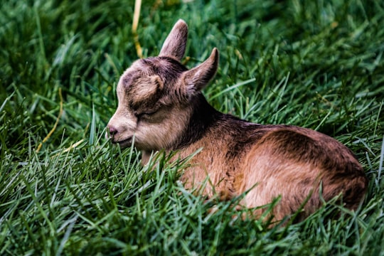 brown kid goat in prone position on grass in Sequoyah Hills United States
