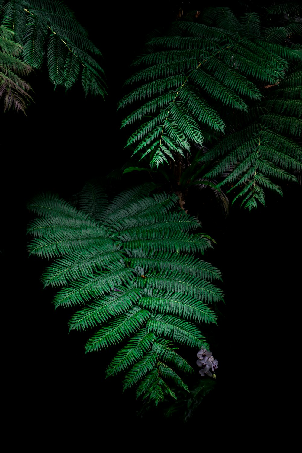 photo of green plants