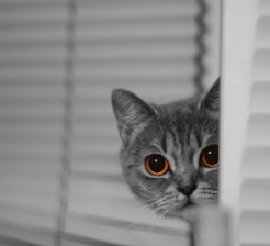 A cat with intense, orange eyes peeks through the slats of white blinds, creating a sense of curiosity and intrigue.
