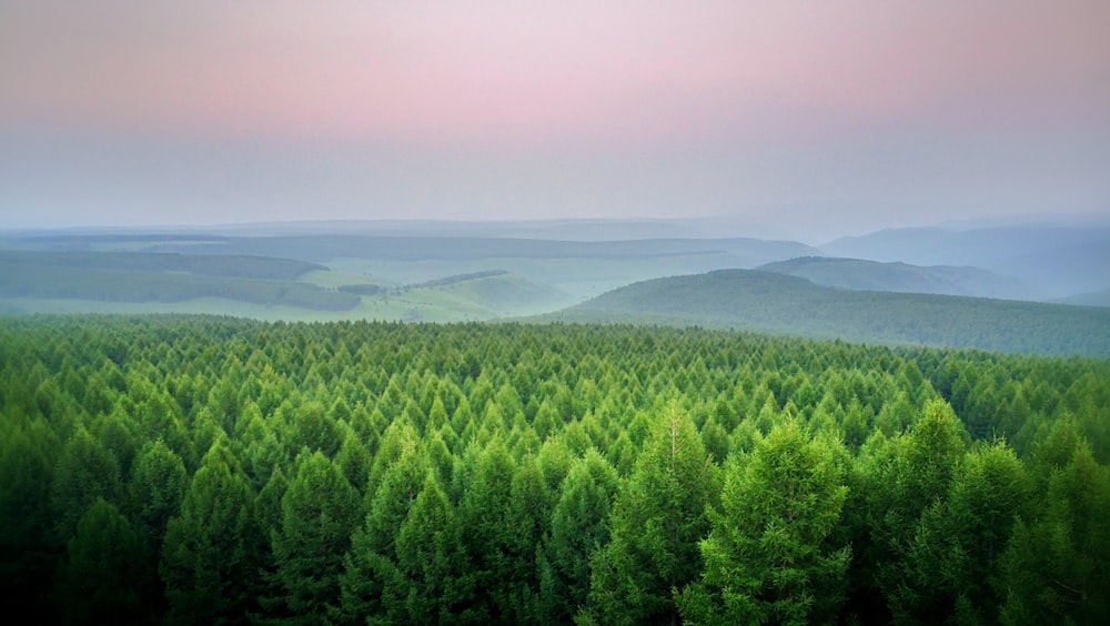 aerial view of forest