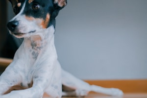 A close-up image of a dog with a white and black coat, featuring tan markings on its face. The focus is on the dog's torso and face, with its ears perked up, suggesting attentiveness. The background is a plain wall with a wooden floor visible.