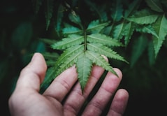 person holding green leaf plant