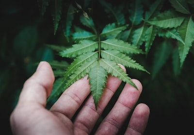 person holding green leaf plant el salvador teams background