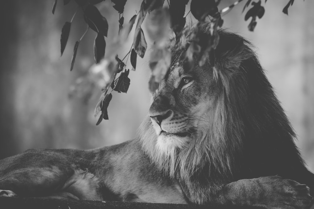 león acostado cerca de un árbol