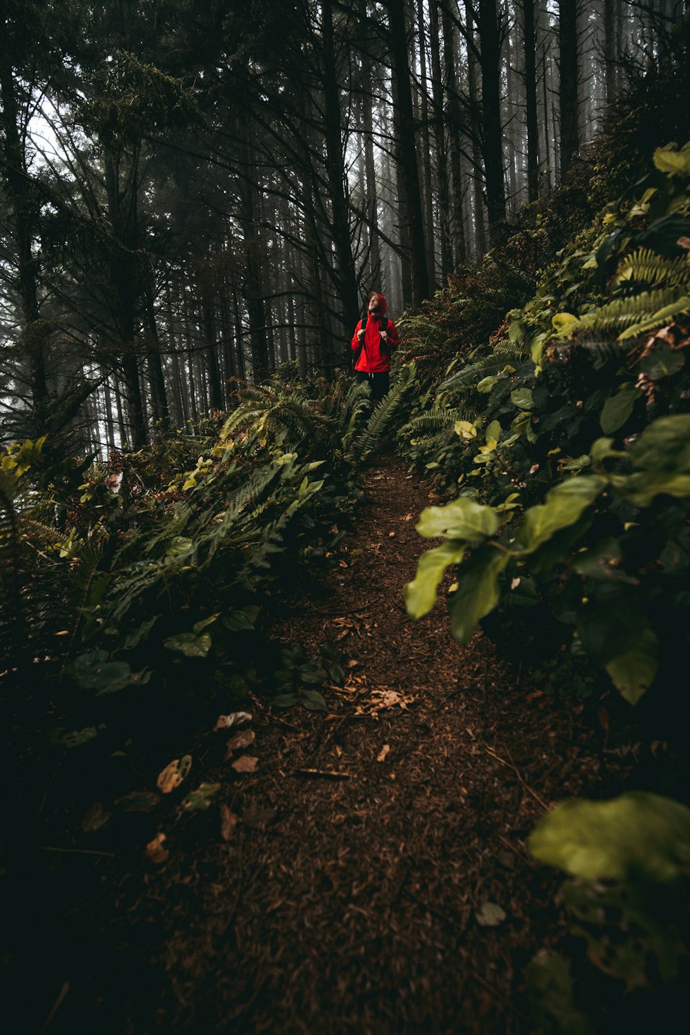 Person in roter Jacke, die tagsüber auf dem Weg im Wald spazieren geht