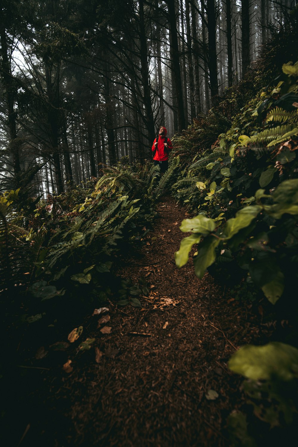 person in red jacket walking on pathway in the woods during daytime