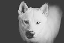 A close-up black and white photograph of a dog looking directly at the camera. The lighting emphasizes the dog's facial features, creating a soft contrast against the dark background.