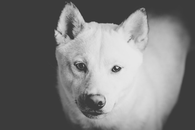 A close-up black and white photograph of a dog looking directly at the camera. The lighting emphasizes the dog's facial features, creating a soft contrast against the dark background.