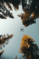 low angle photo of drone near trees