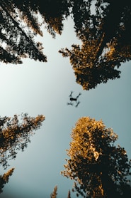 low angle photo of drone near trees