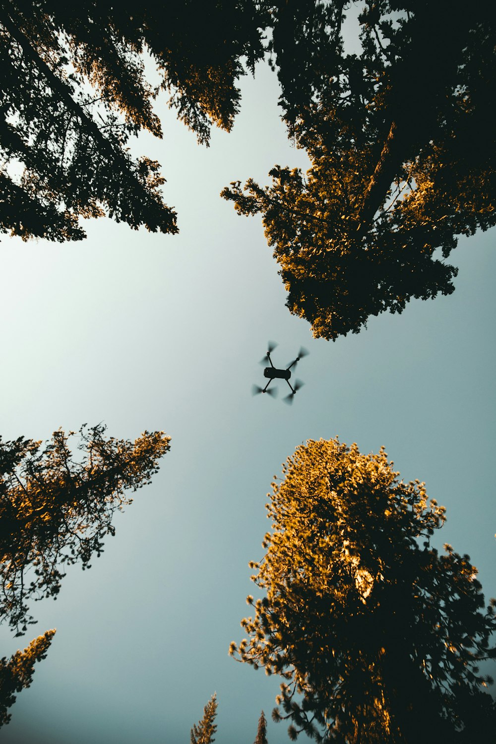 Low-Angle-Foto einer Drohne in der Nähe von Bäumen