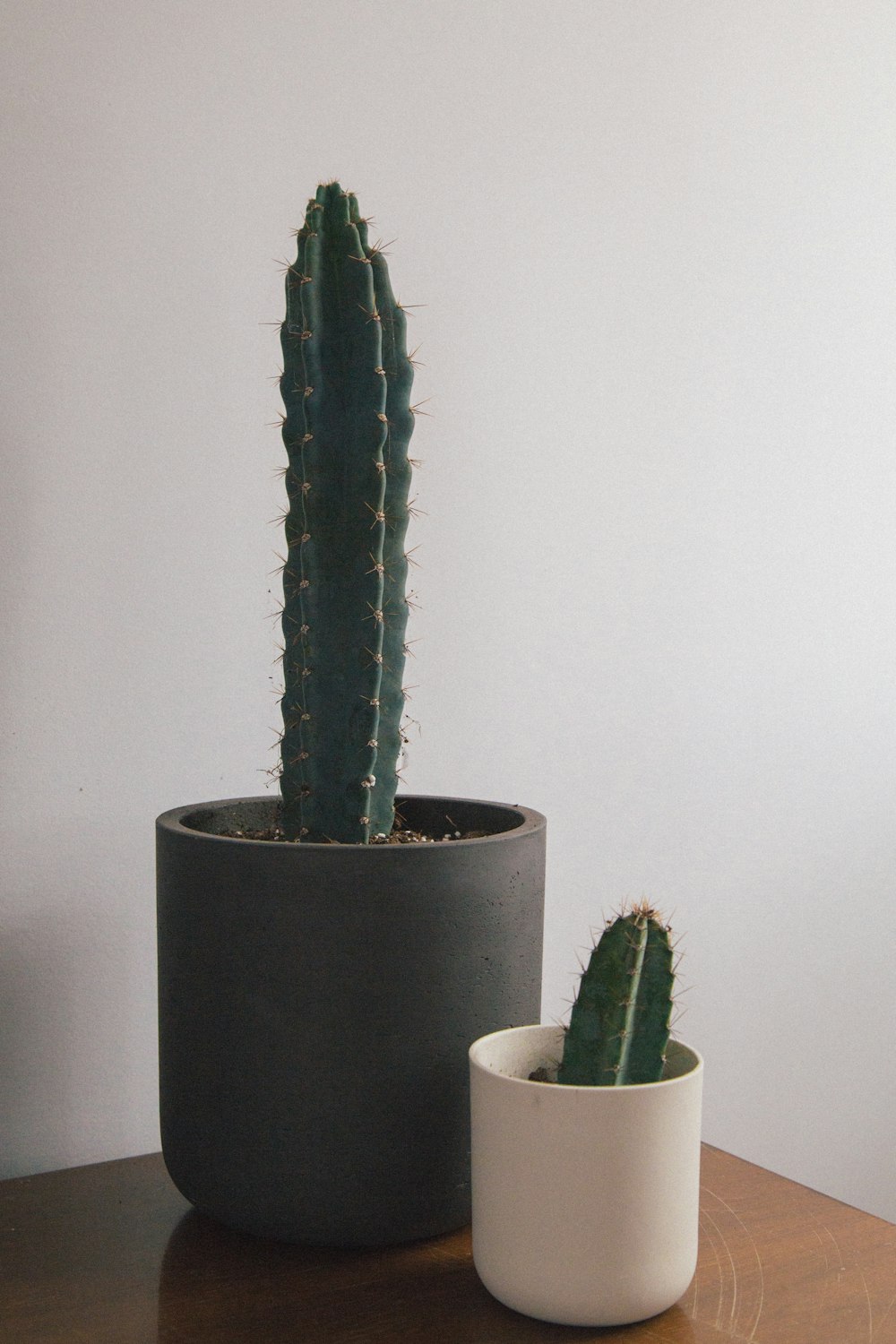 planta de cactus sobre superficie de madera