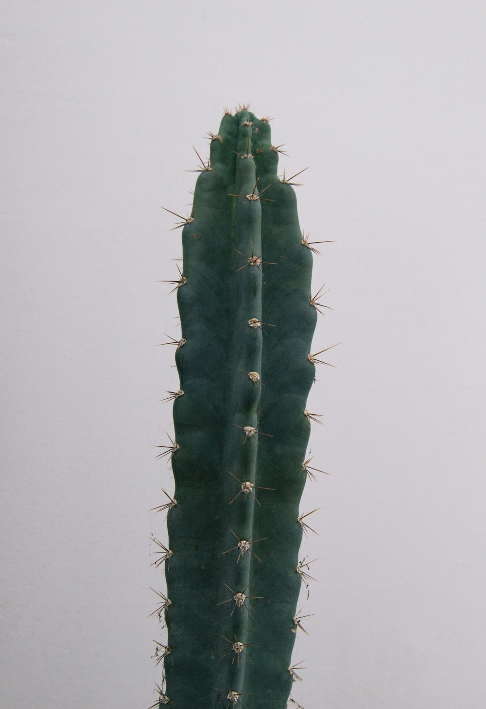 Planta de cactus verde junto a la pared blanca