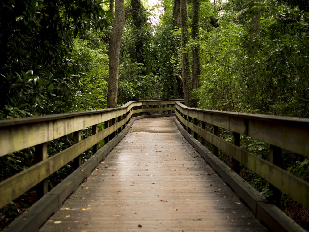 brown wooden bridge between forest