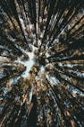 forest during day time